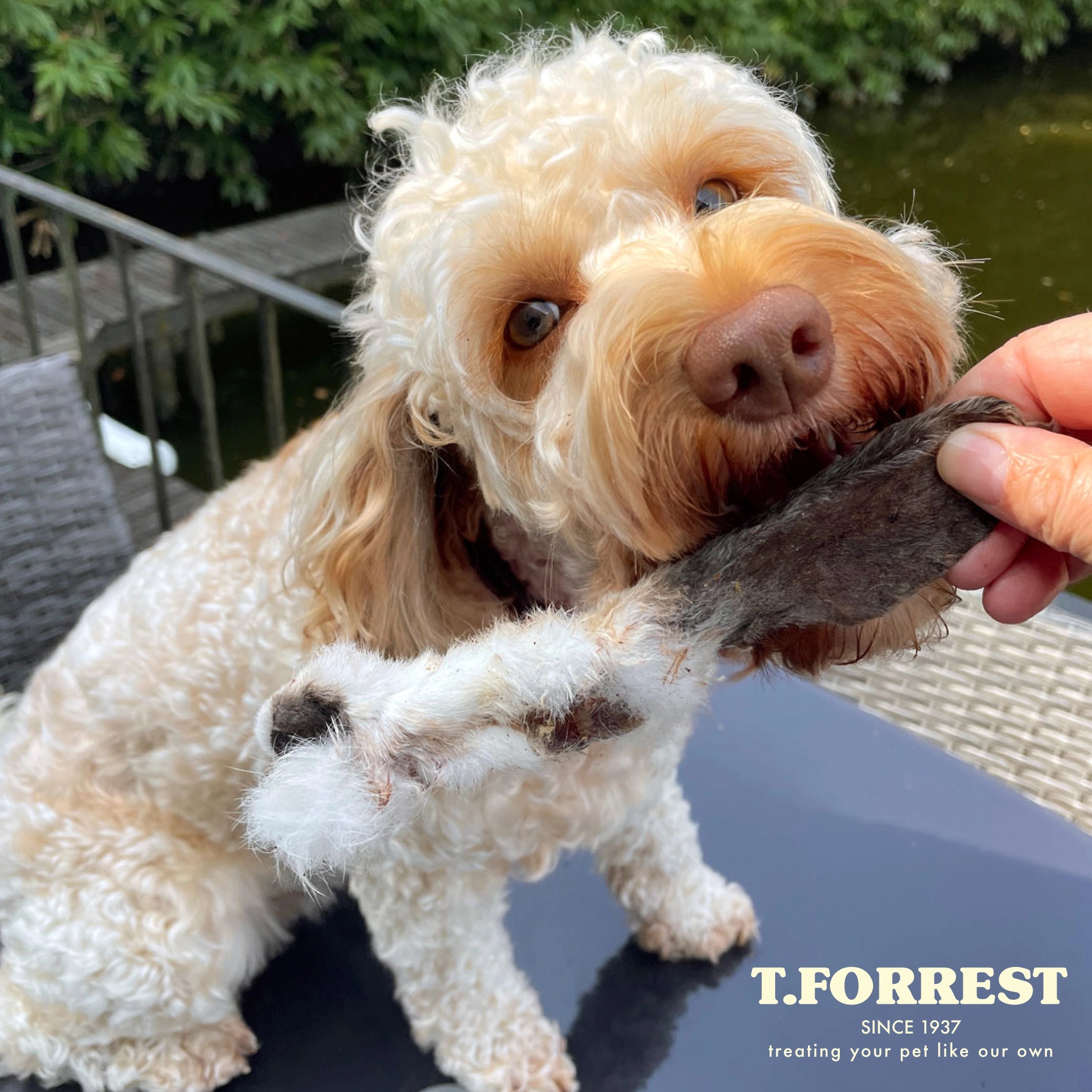 Dog enjoying rabbit ear