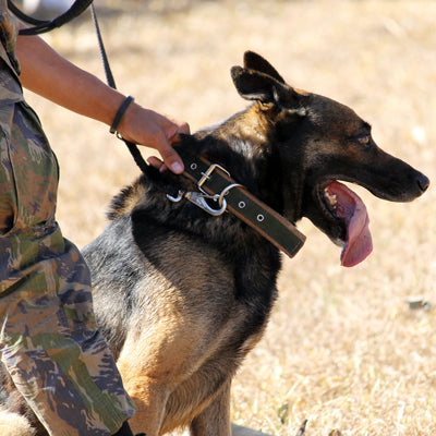 working dogs in the army