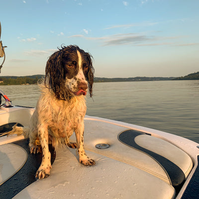 how to keep your dogs cool in the summer