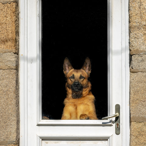 dog barking at the door