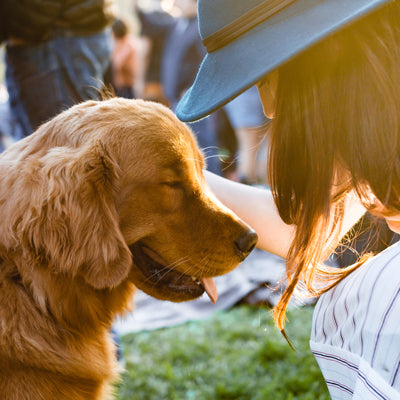 dogs can boost your mood - mental health