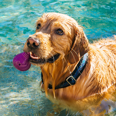 dog swimming pool