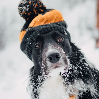 protect your dog through winter months - t forrest