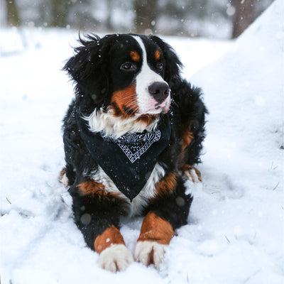 protect your dog through winter season - t.forrest