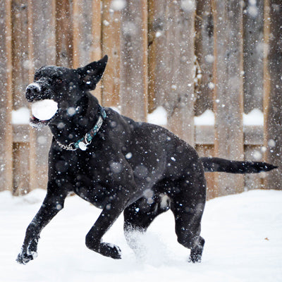 how to keep your dogs warm in winter - t.forrest