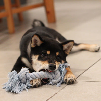 dog rope toy 