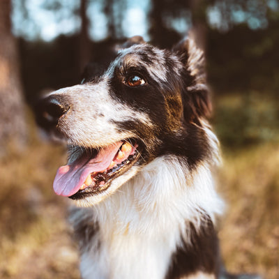 cleaning your dogs teeth