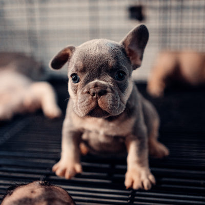 french bulldog puppy - facts about frenchies 