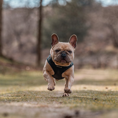 french bulldogs - facts about the french bulldog