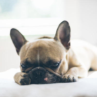 french bulldogs breathing issues - health issues
