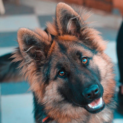 german shepherd puppy