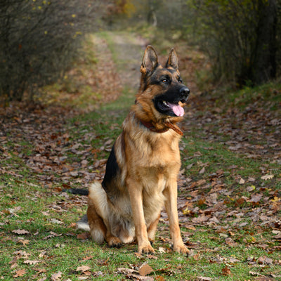 interesting facts about the german shepherd