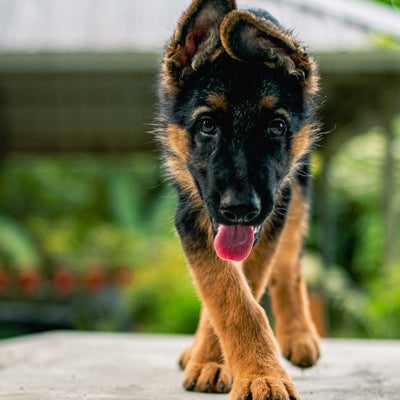 german shepherd puppy - facts about the german shepherd