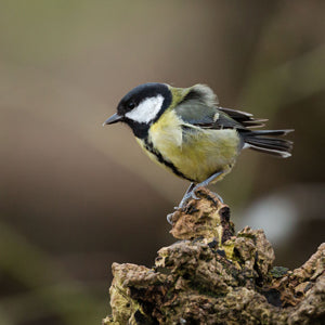 great tit bird