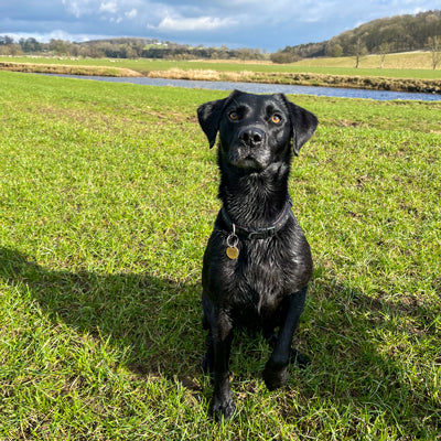 black lab - Labrador retriever