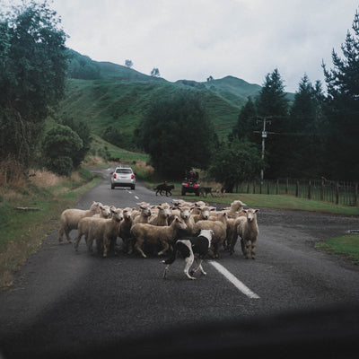 sheep dogs - farming dog