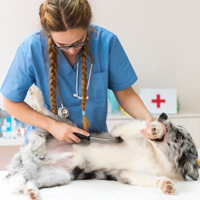 flea comb for dogs