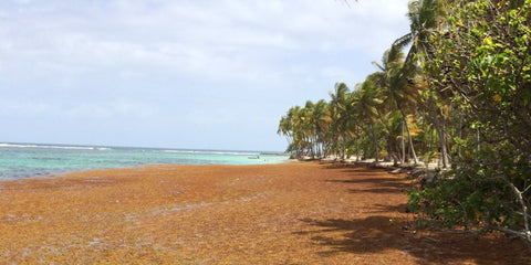 Plages envahies par des échouages de Sargasses