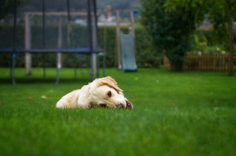 Dog laying on beautiful lawn.