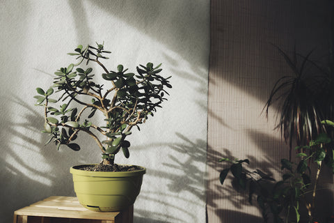 Mini Jade plant.