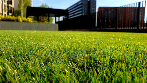 Image shows healthy green grass.