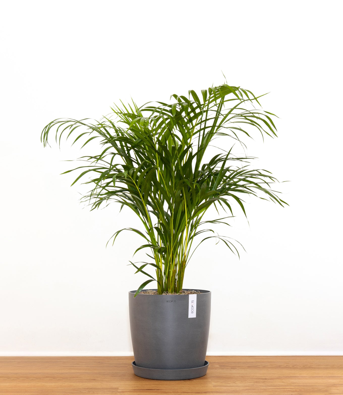 Areca Palm | Indoor & Outdoor Live Plants Online | Potted Areca Palm |  Enjoy Live Plants Free Delivery – Shop United Nursery