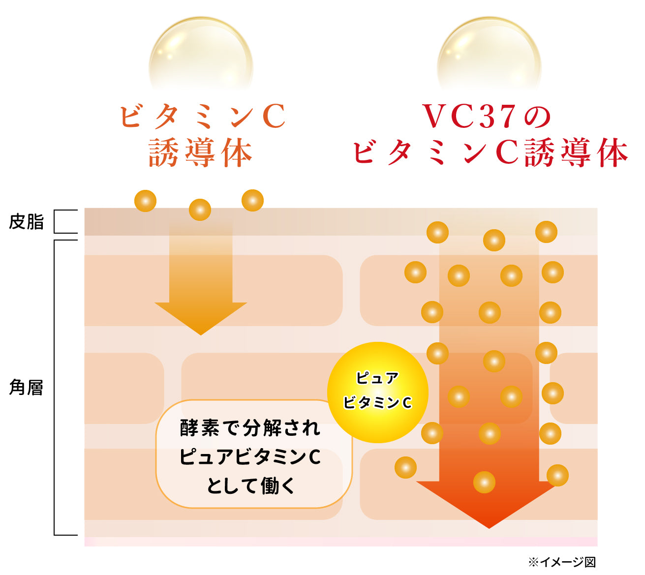 Mytreya マイトレーヤ ビタミンC誘導体 浸透技術