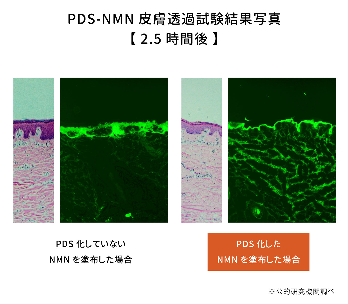 Mytreya PDS-NMN皮膚透過試験結果写真 2.5時間後