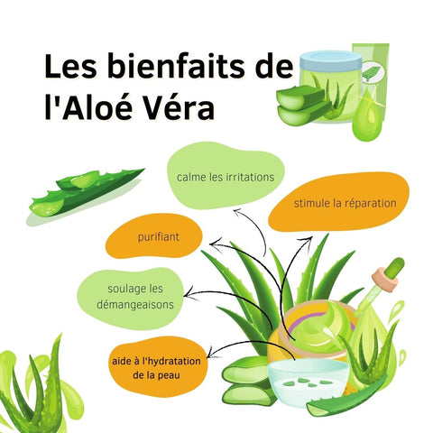 les bienfaits de l'aloé véra