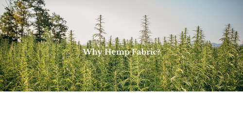 Hemp Field 