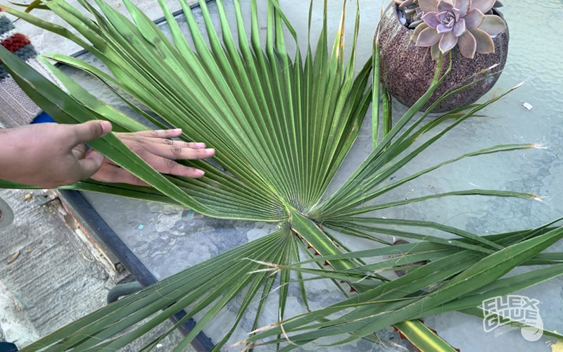 palm tree