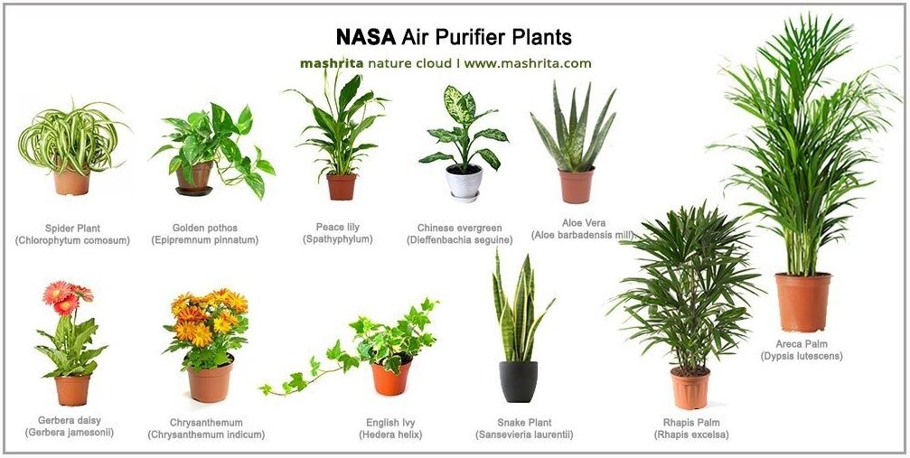 NASA air purifier plants showing types of plants such as spider plant, Chinese evergreen, English ivy, areca palm and others