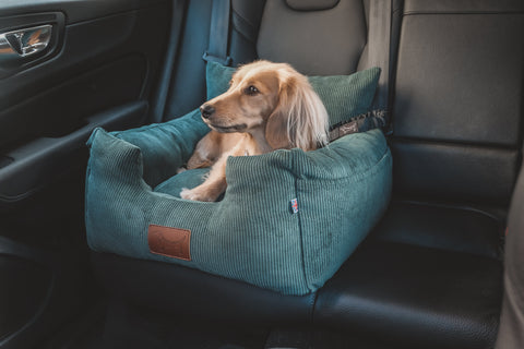 Small dog secured in a comfortable and safe, green dog car seat 