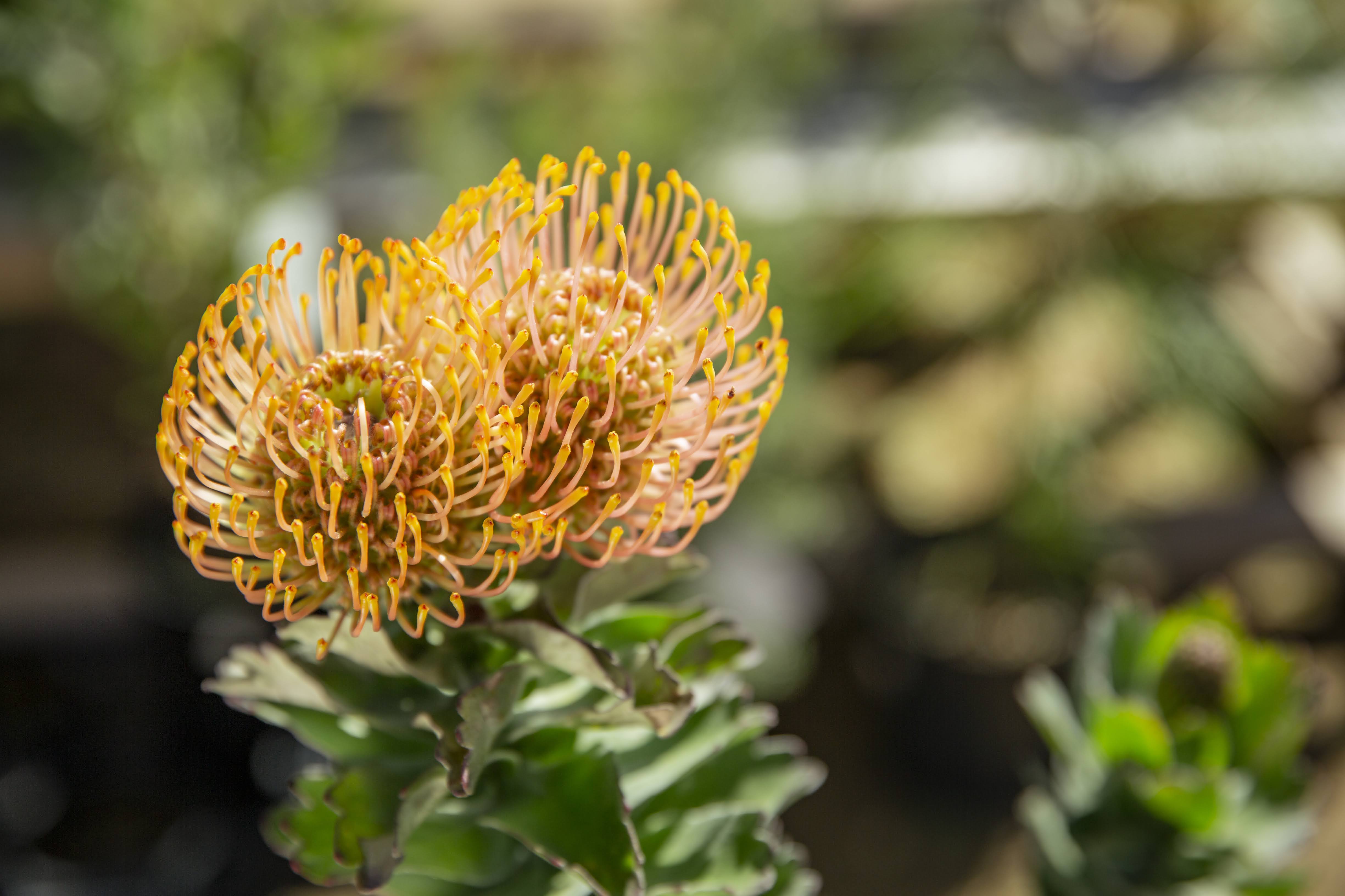 リューコスペルマム(ピンクッション) カーニバルコースト - Leucospermum 'Carnival coast'