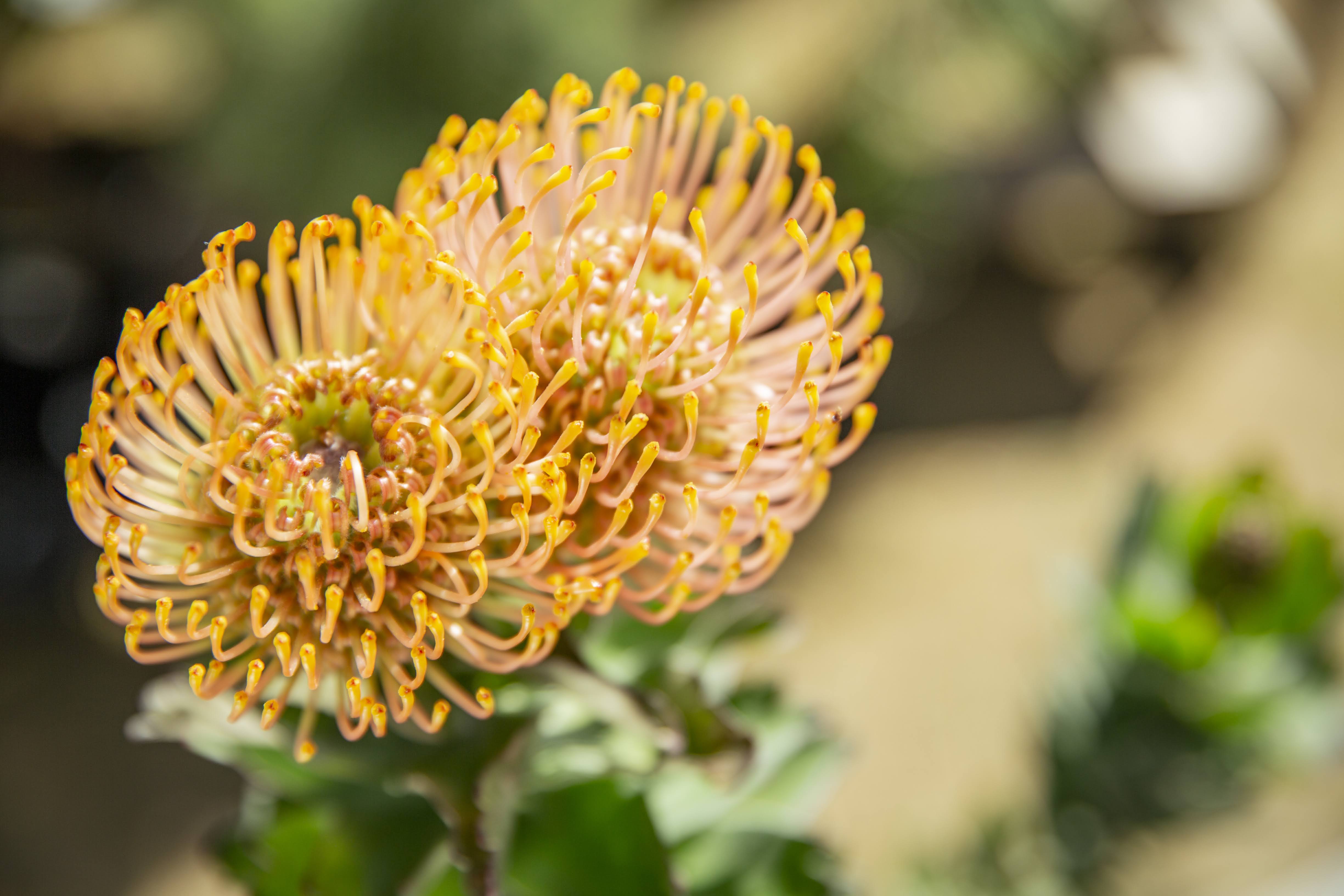 リューコスペルマム(ピンクッション) カーニバルコースト - Leucospermum 'Carnival coast'