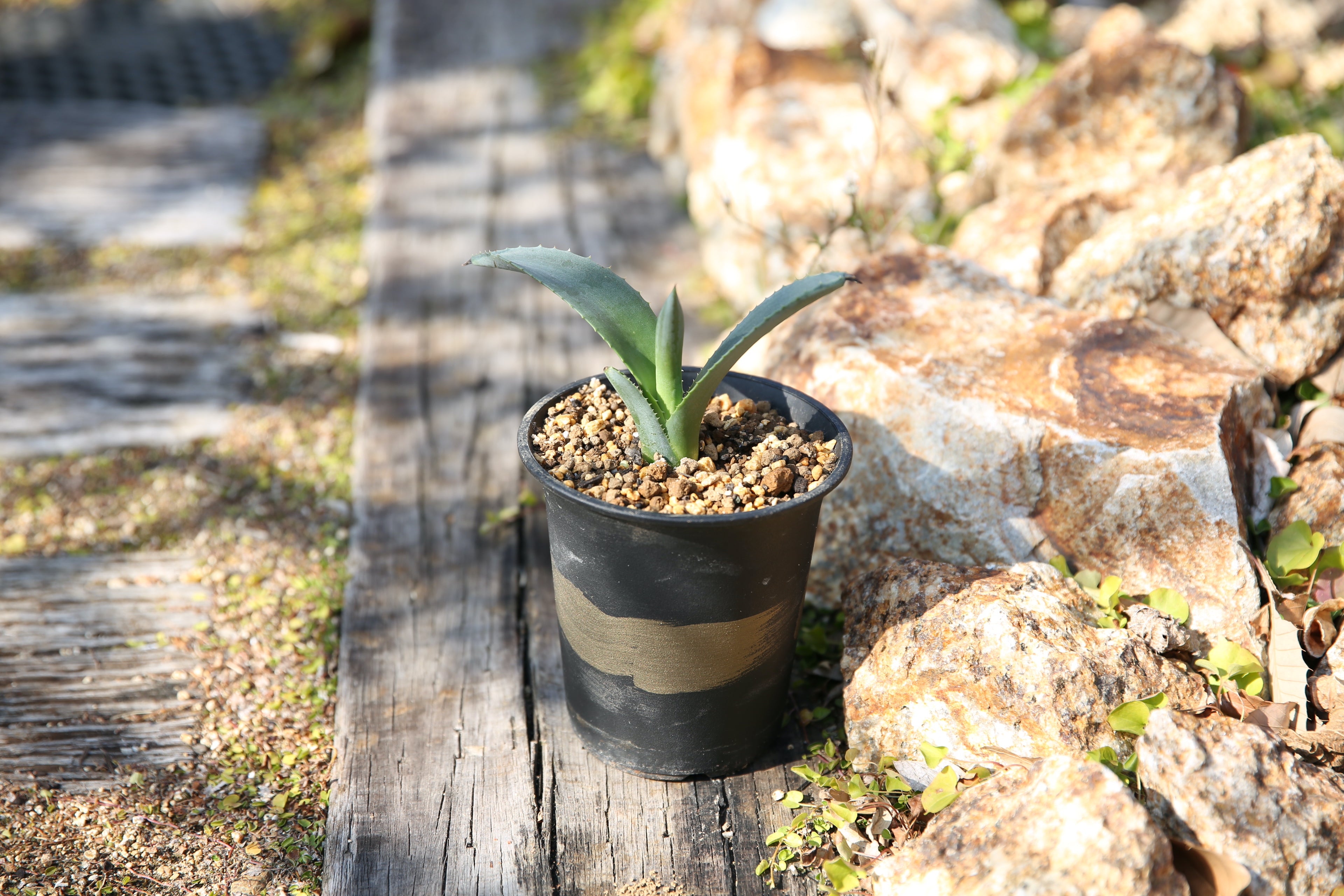 SALE】 超レア グレビレア “ゴールデンレイヤー“ 苗 南半球植物