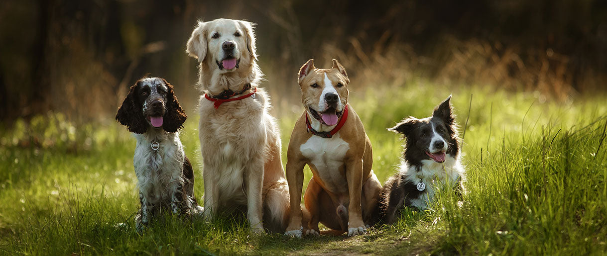 are dogs used to find mushrooms