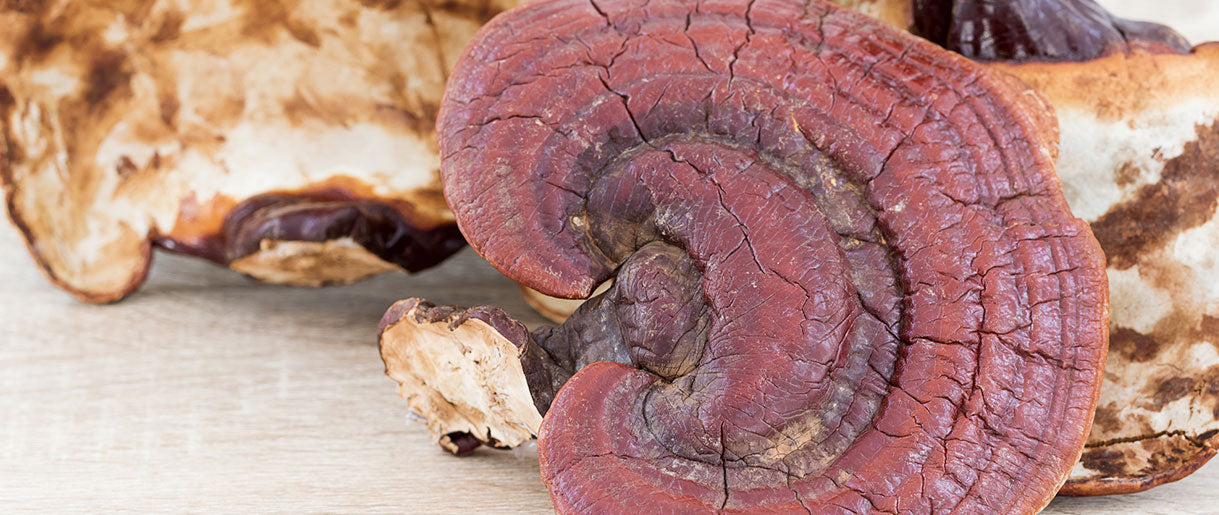 Reishi Helps With Blood Pressure Treatment