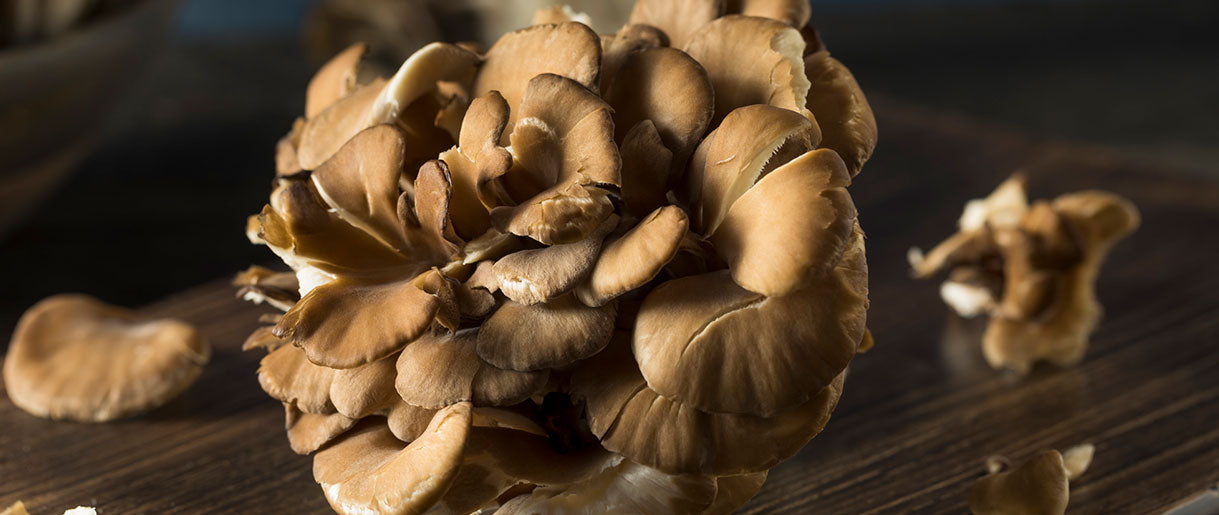 Maitake Mushrooms Have Adaptogens