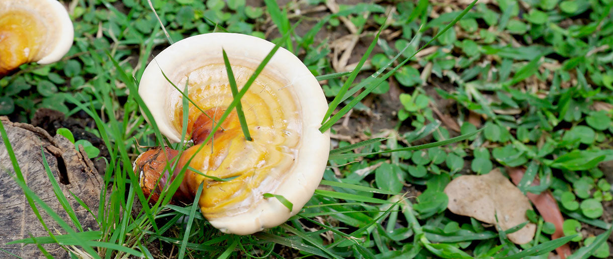 Ganoderma Curtisii: The Yellow Reishi