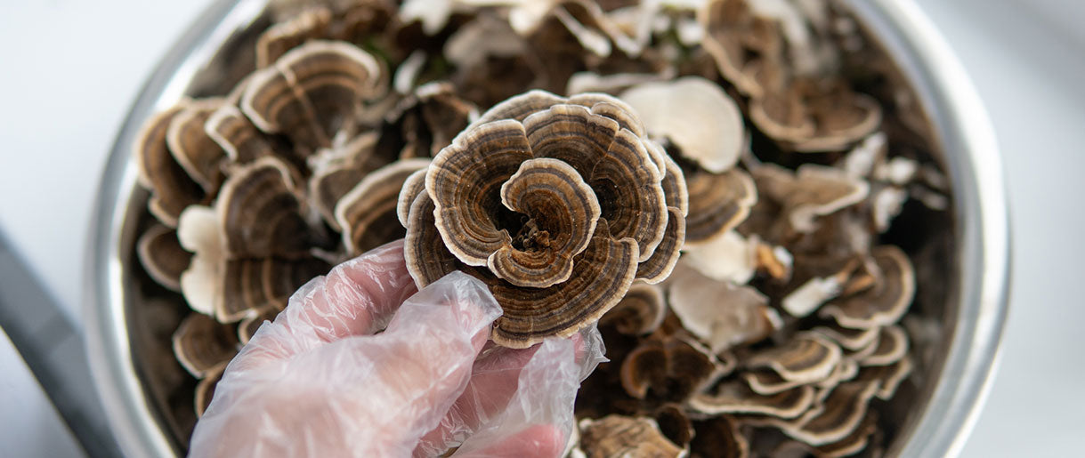 Turkey tail (Trametes versicolor)