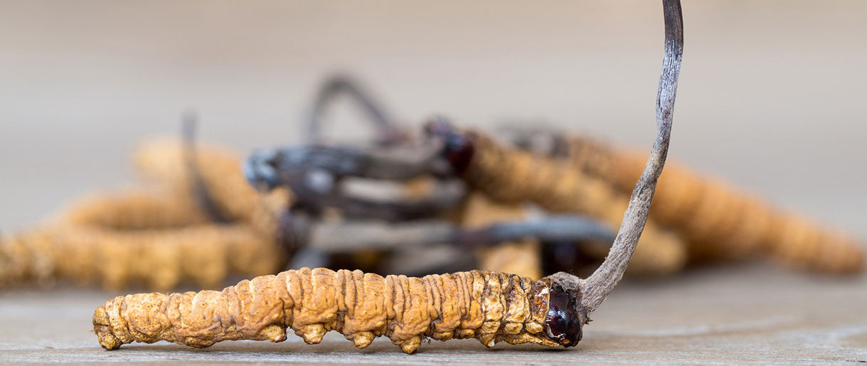 A Closer Look at Cordyceps: Unraveling the Mysteries of a Powerful Medicinal Mushroom