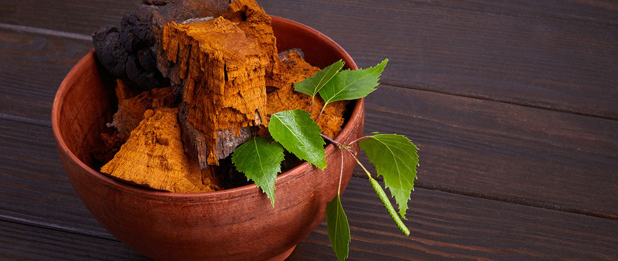 A Note of Caution: Differentiating Chaga from Other Mushrooms