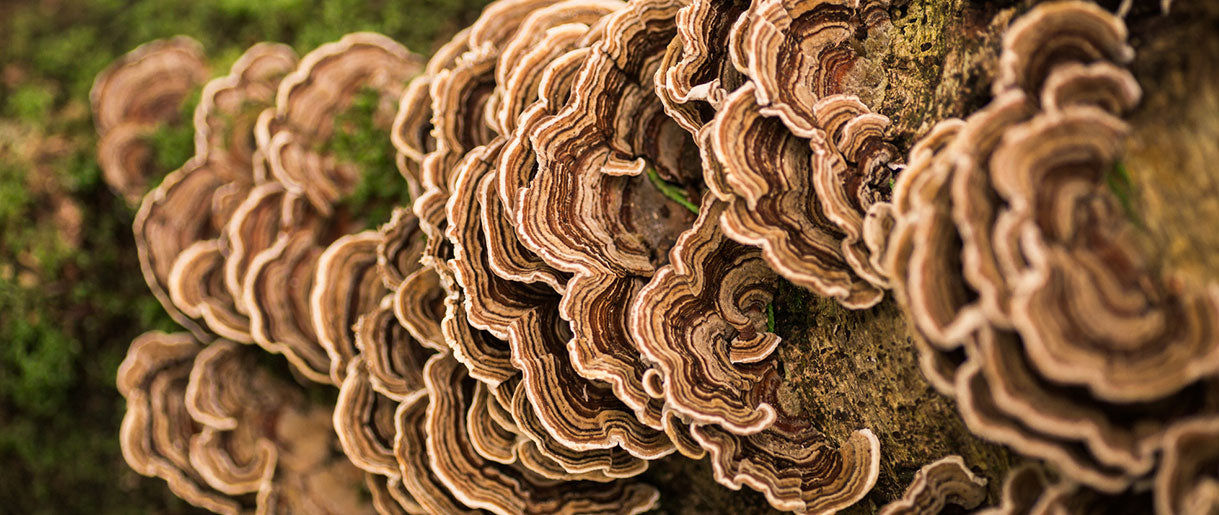 A Tale as Old as Time: The Historical Use of Turkey Tail Mushrooms