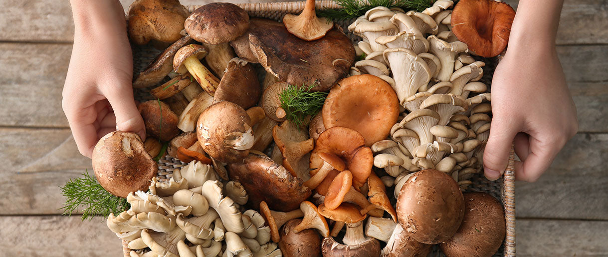 Active Compounds In Mushrooms For HPV Support