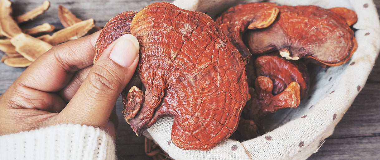 An Introduction to Reishi Mushroom: The Resilient Fungus with Multiple Health Benefits