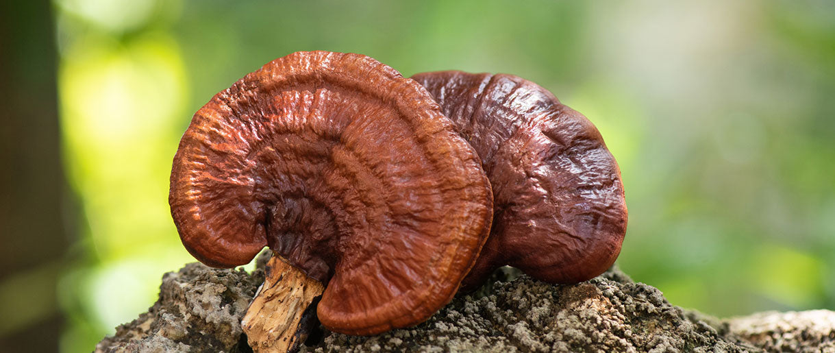 An Introduction to the Revered Reishi Mushroom (Ganoderma Lucidum)