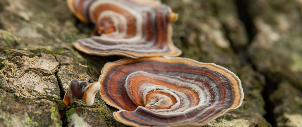 The Medicinal Value of Turkey Tail Mushrooms: Unraveling the Potential