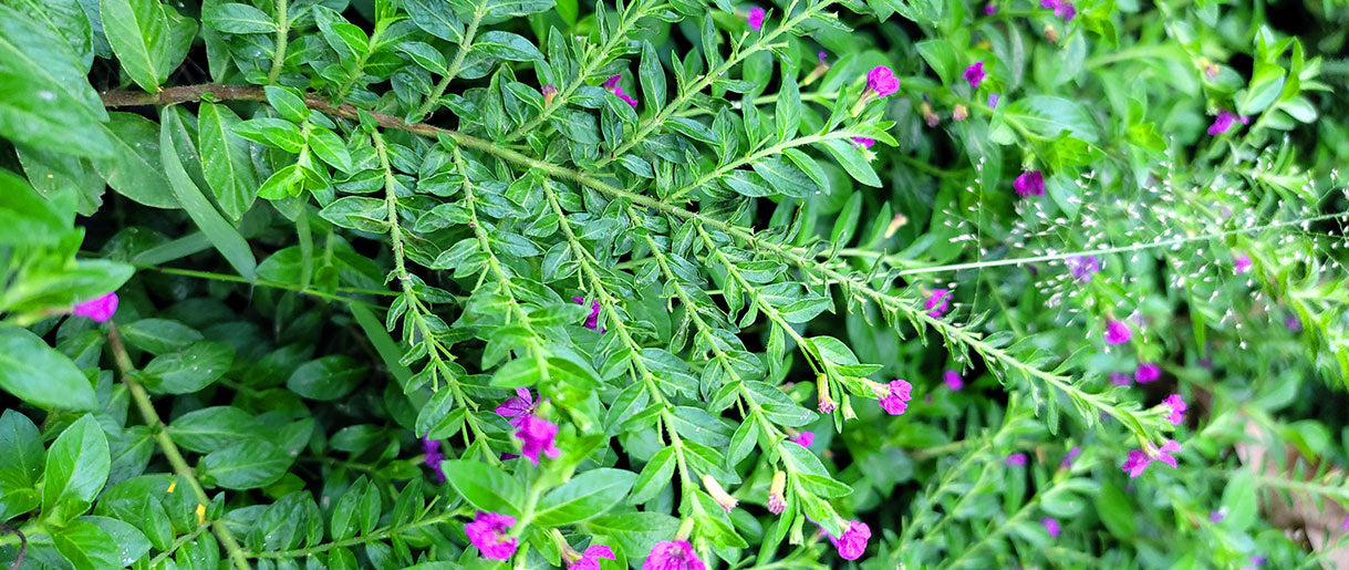 Astragalus: The Traditional Tonic