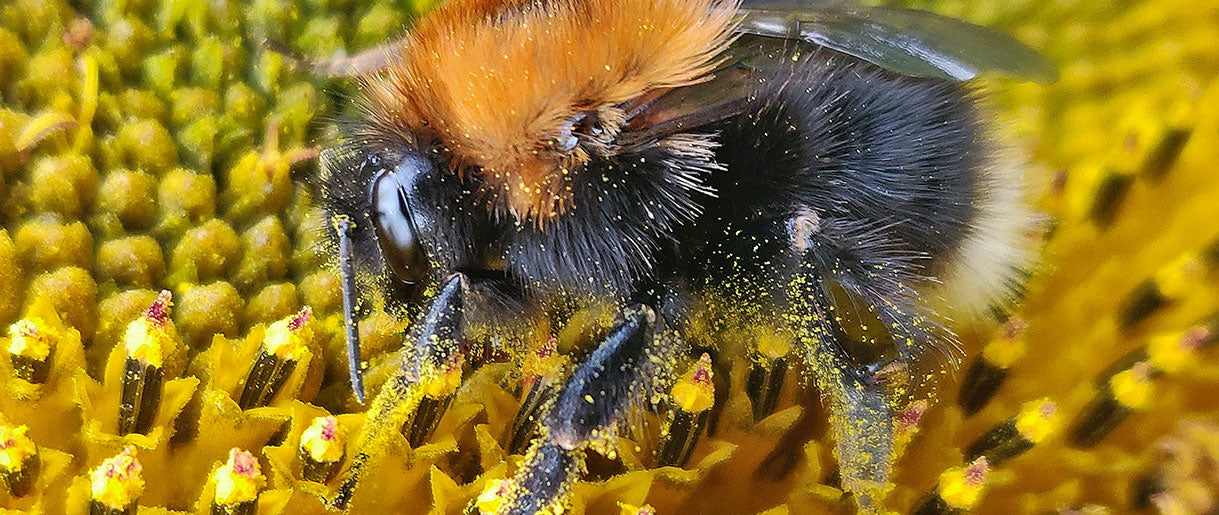 Bee Pollen: Nature's Multivitamin